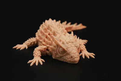 Armadillo Lizard